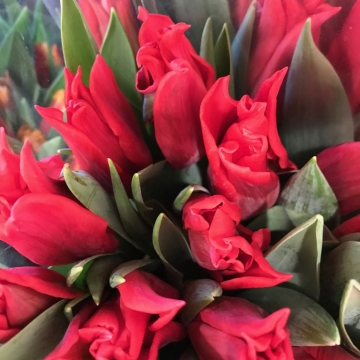 Tulpės raudonais, smailėjančiais žiedais