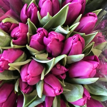 Violetinės spalvos tulpės