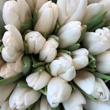 Baltos spalvos tulpės.