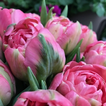 Pilnavidūrės, rožinės spalvos tulpės