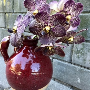 Vanda orchidėja keramikoje dovanų