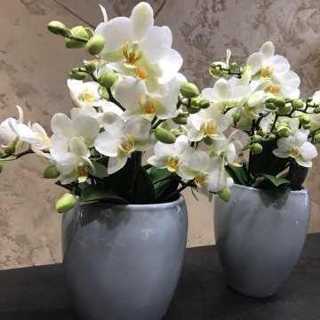 Phaleanopsis, baltos spalvos orchidėja