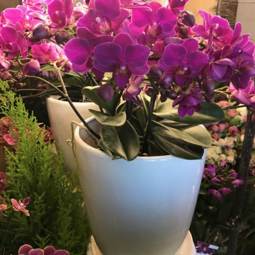 VIP orchidėjos