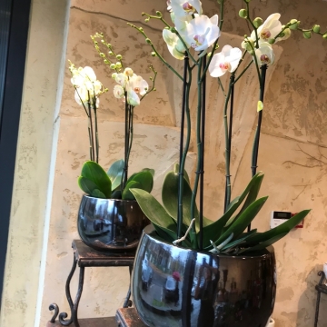 Karališkos orchidėjos Phaleanopsis