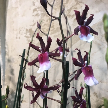 Orchidėja Cambria