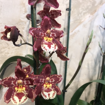 Orchidėja Cambria rusvos spalvos
