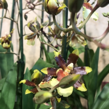 Orchidėja Cambria marga