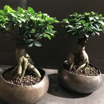 Kambariniai augalai ,,Fikuso bonsas”