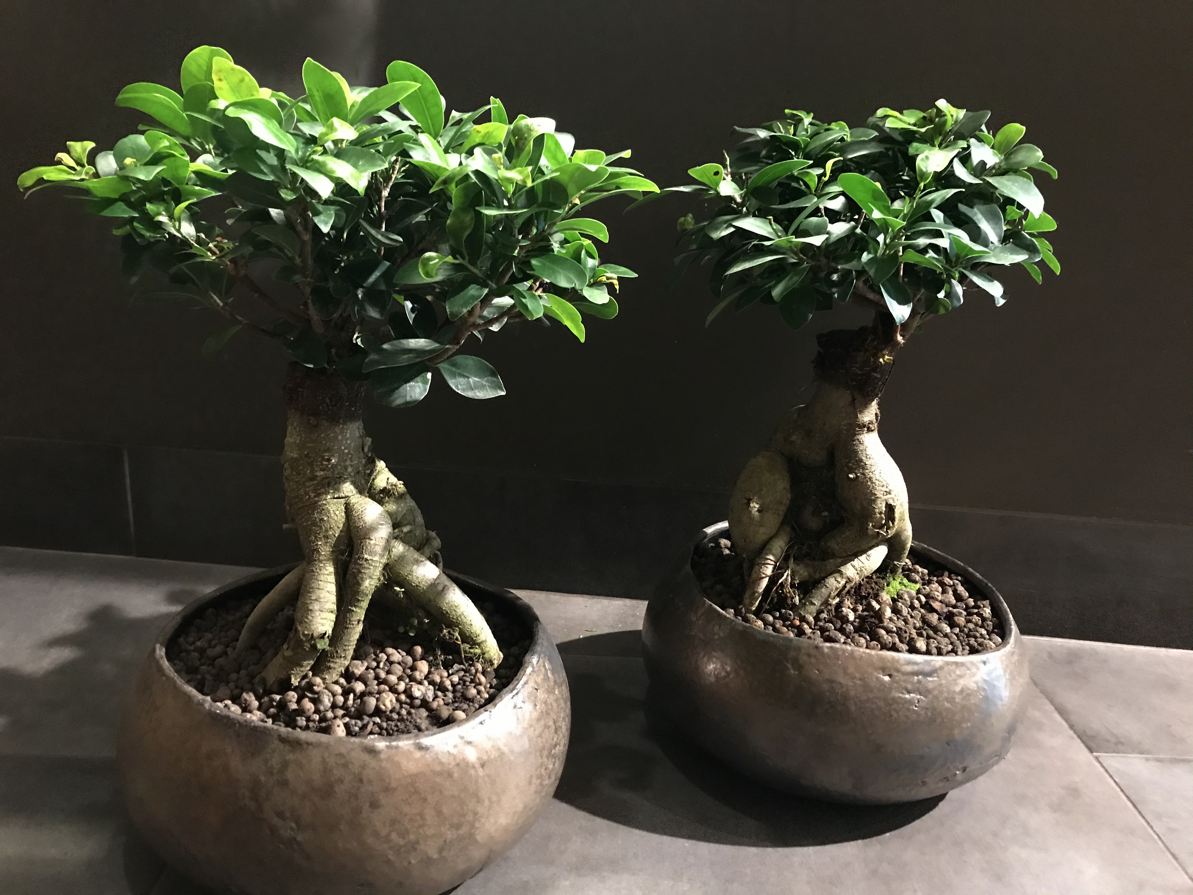 Kambariniai augalai ,,Fikuso bonsas”
