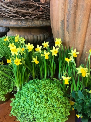 Daugiametės svogūninės gėlės Narcizai, puikiai tinka lauko vazonams loviams, gėlynams apželdinti ankstyvą pavasarį.