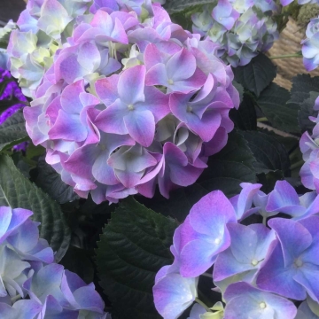 Mėlyna Hydrangea (liet. Hortenzija), daugiametė gėlė.