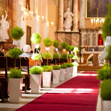 Bažnyčios puošyba žaliais kiparisais vazonuose.