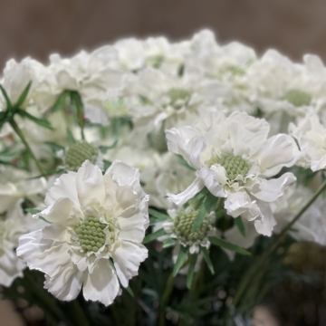Dirbtinės baltos gėlės „Skabiosa“