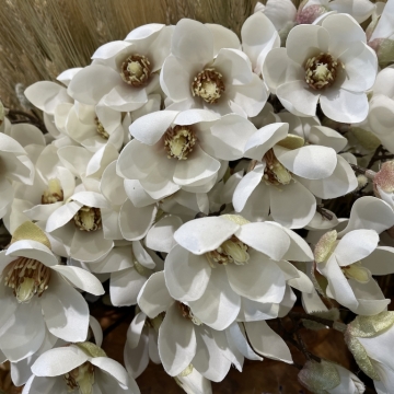 Dirbtinės gėlės „Balta Magnolija“