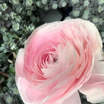 Vėdrynai švelniai rožiniai