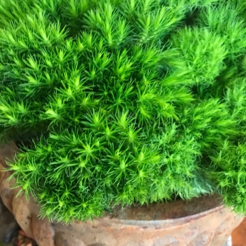 Dianthus Barbatus , žalias gvazdikas