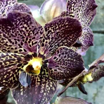 Orchidėja Vanda marga