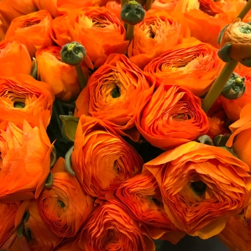 Oranžiniai Ranunculus/ Vėdrynai