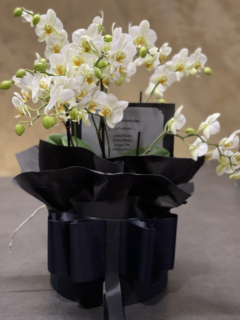 Gedulinga kompozicija su balta orchidėja juodoje dėžutėje, užuojautos atviruku.