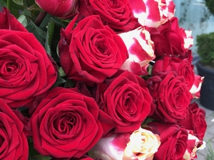 Rožių puokštė Valentino dienai