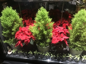 Augalai Kalėdoms