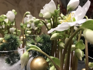 Helleborus - kalėdinis augalas stikle