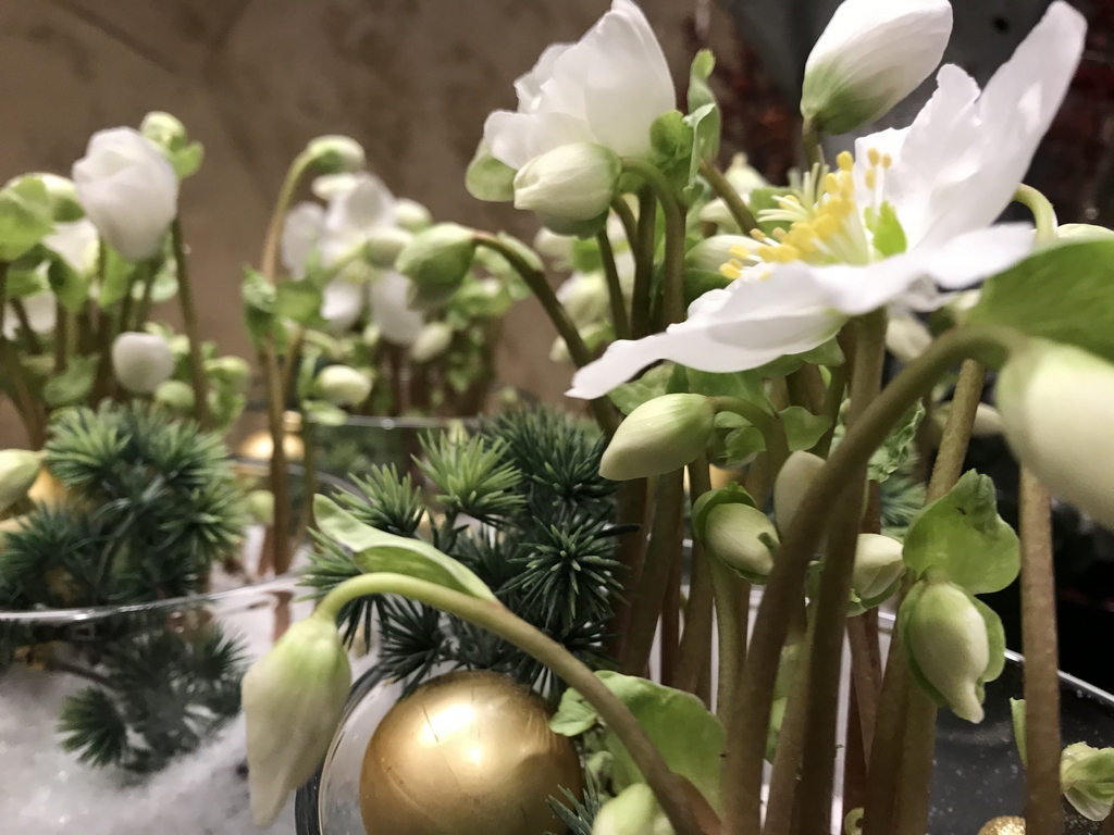 Helleborus - kalėdinis augalas stikle