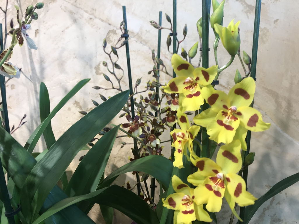Orchidėja Cambria gelsvos spalvos.