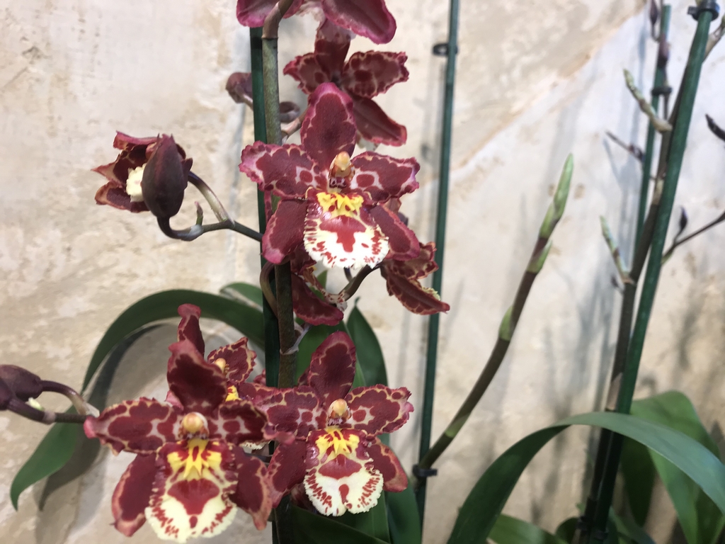 Orchidėja Cambria rusvos spalvos