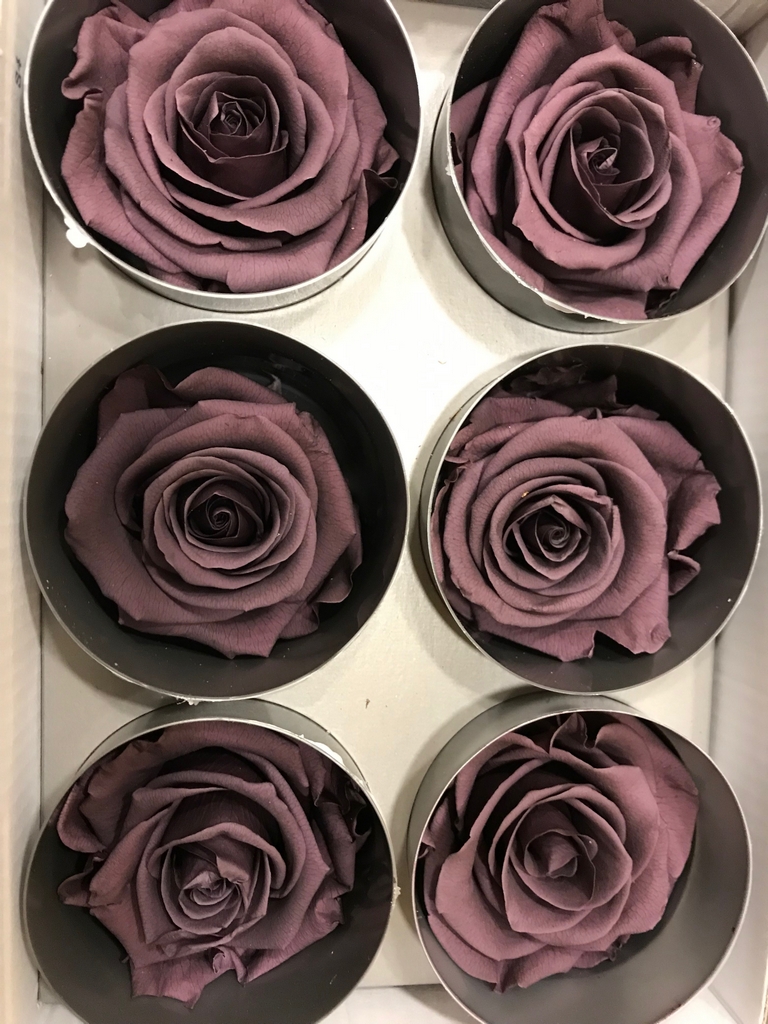 Stabilizuotos violetinės rožės