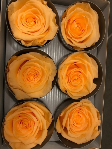 Oranžinės miegančios rožės