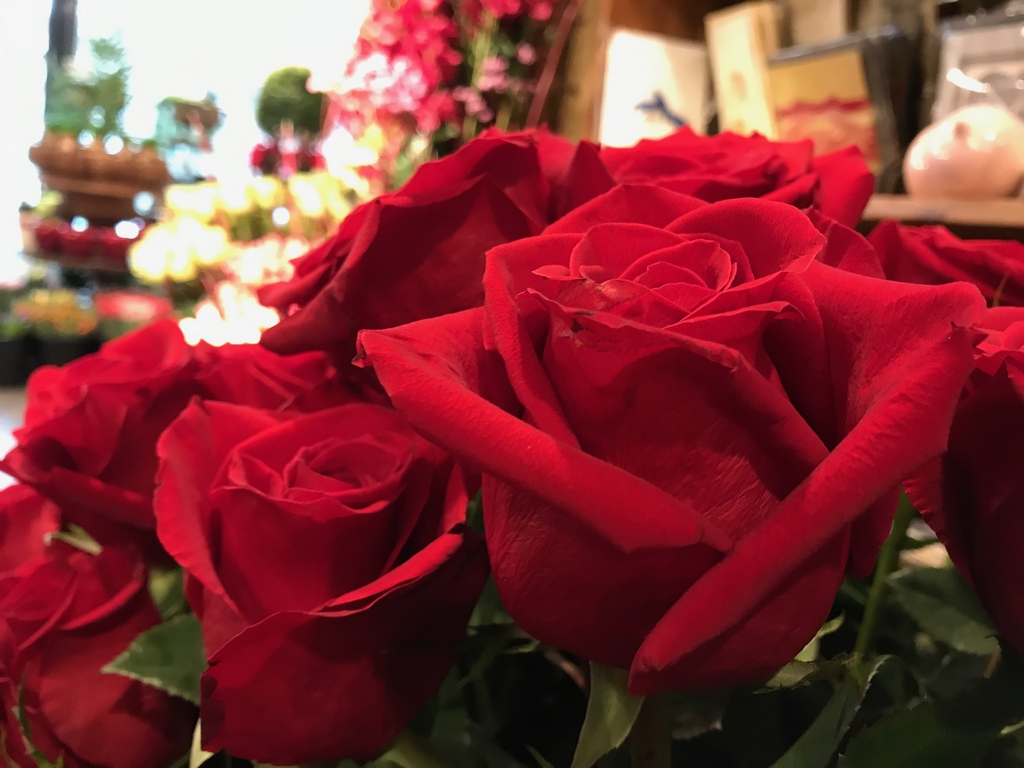 Ekvadorinės VIP raudonos rožės