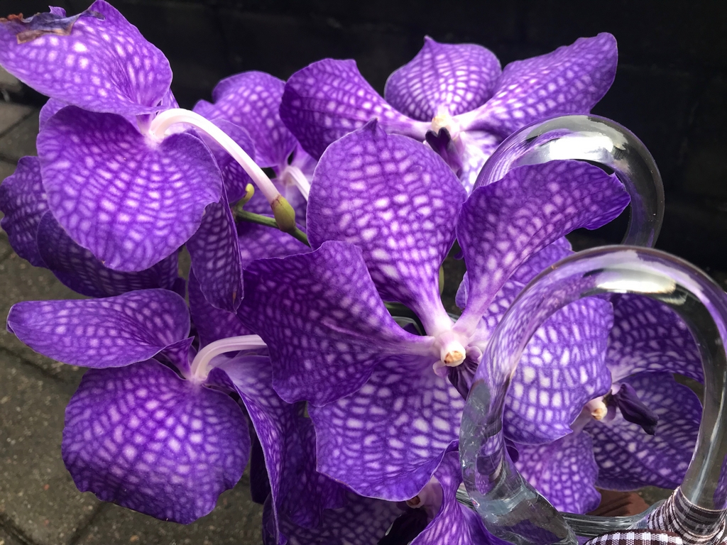 Orchidėja Vanda
