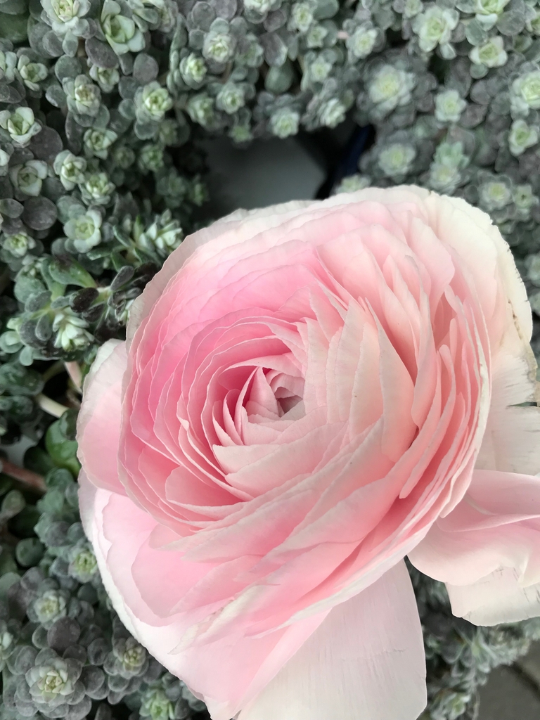 Vėdrynai švelniai rožiniai