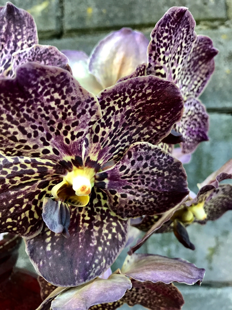 Orchidėja Vanda marga