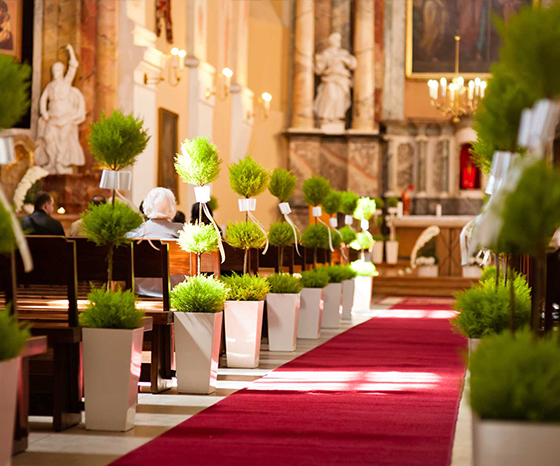 Bažnyčios puošyba žaliais kiparisais vazonuose.