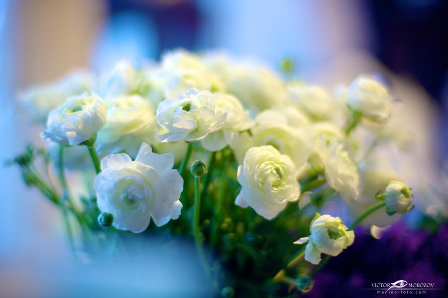 Gėlės vestuvėms balti vėdrynai